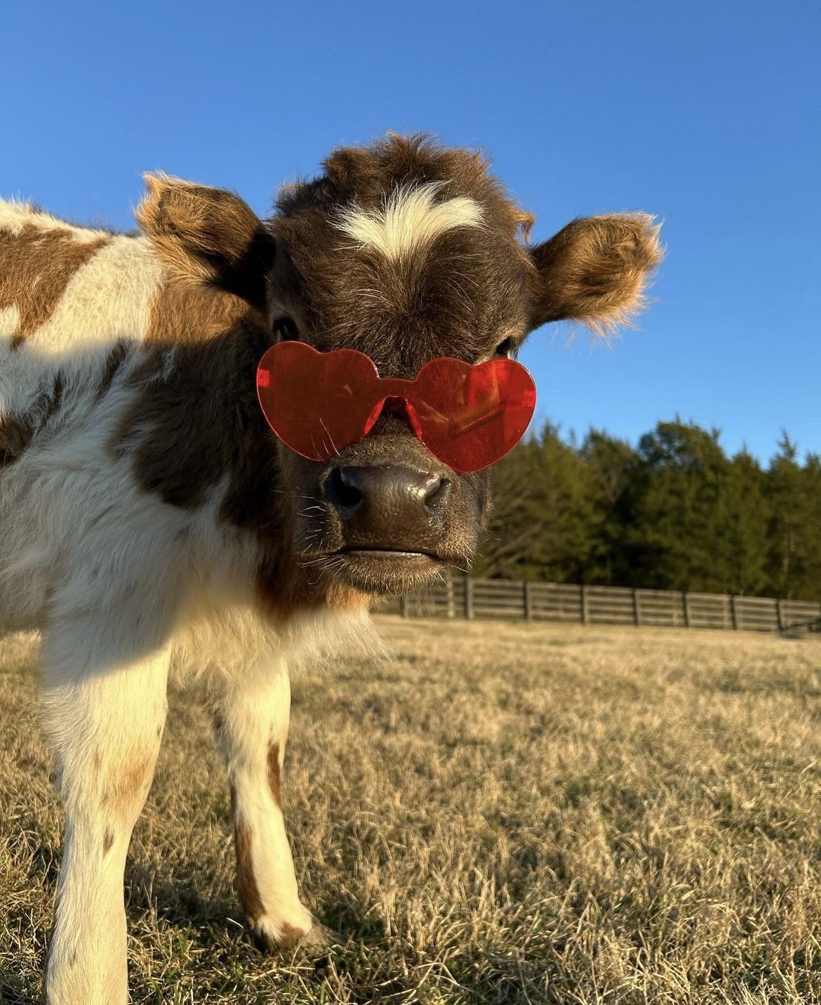 Vaca con gafas de corazón ❤️