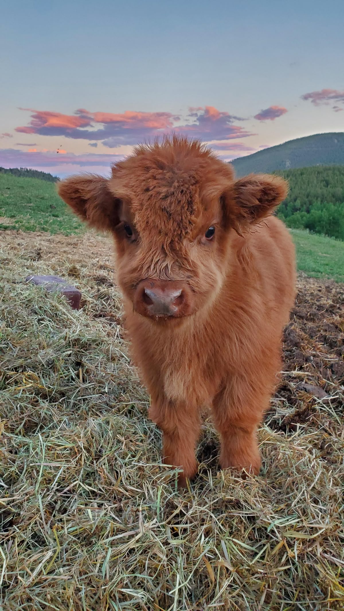 Vaca esponjosa 🐄